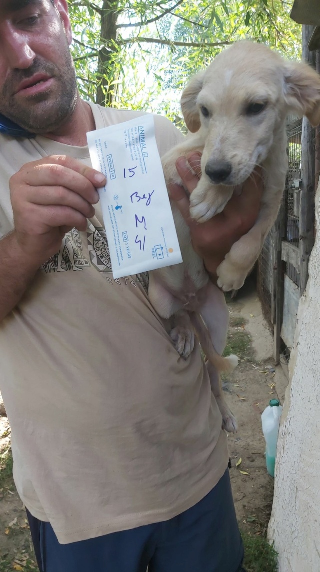 MILO (ex PONDI) - chiot mâle, de taille moyenne à l'âge adulte - né environ en fin avril 2020 - REMEMBER ME LAND - Adopté par Lou et Hugo (depart69)  Pondi310