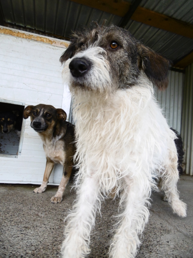 BAYLEY (ex PRESLEY) - mâle croisé, de taille moyenne, né environ en février 2015 - REMEMBER ME LAND - adopté par Carine (Belgique)  Presle19