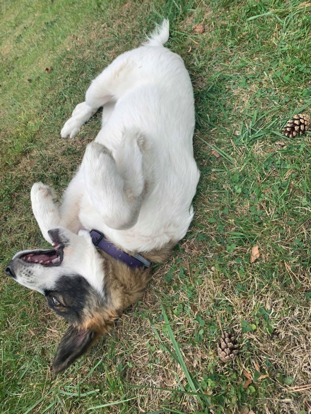 PRUNE (ex JANE) - Chiot femelle - taille moyenne à l'âge adulte - Née en avril 2019 - REMEMBER ME LAND - Adoptée par Célia (27) Prune410