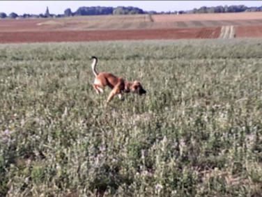 RAMSES (ex RATUS) - mâle - taille moyenne à l'âge adulte - Né environ mi novembre 2019 - REMEMBER ME LAND - Adopté  par Annie et Robert (21)  Ratus210