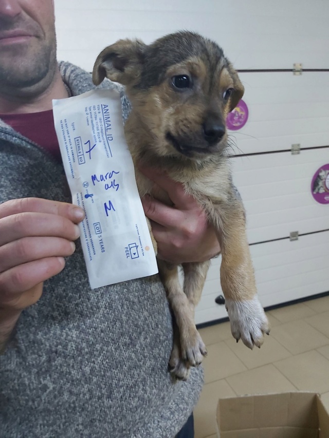 RAYBAN - Chiot mâle - taille moyenne à l'âge adulte - Né environ mi novembre 2019 - PASCANI - REMEMBER ME LAND - Adopté par Sébastien et Joyce (Belgique) Rayban12