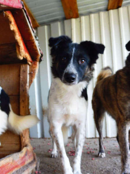 ricko - RICKO !! + DE 3 ANS DE BOX !! mâle, de taille petite à moyenne, né environ en décembre 2016 - REMEMBER ME LAND - Adopté par Virginie et Dominik (Autriche) - Page 2 Ricko_20