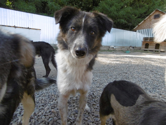 ricko - RICKO !! + DE 3 ANS DE BOX !! mâle, de taille petite à moyenne, né environ en décembre 2016 - REMEMBER ME LAND - Adopté par Virginie et Dominik (Autriche) - Page 3 Ricko_36