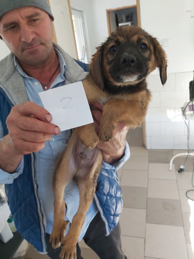 RILEY, chiot mâle, taille moyenne à l'âge adulte - Né environ mi juillet 2019 - REMEMBER ME LAND - Adopté par Morgane et Christophe (75)  Riley10