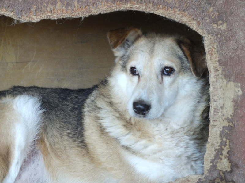 RINGO - mâle, croisé ypé Berger Allemand, de taille moyenne, né début février 2016 - adopté par Lena et Julien (75)  - Page 2 Ringo14