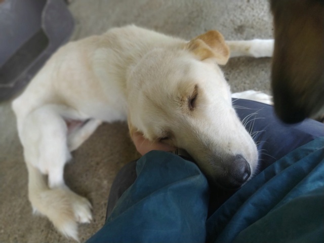 LILOU (ex RITOURNELLE) - femelle, typée labrador, de taille moyenne - née environ en mai 2017 (fourrière de Roman) - REMEMBER ME LAND - Adoptée par Nathalie (Belgique) Ritour14