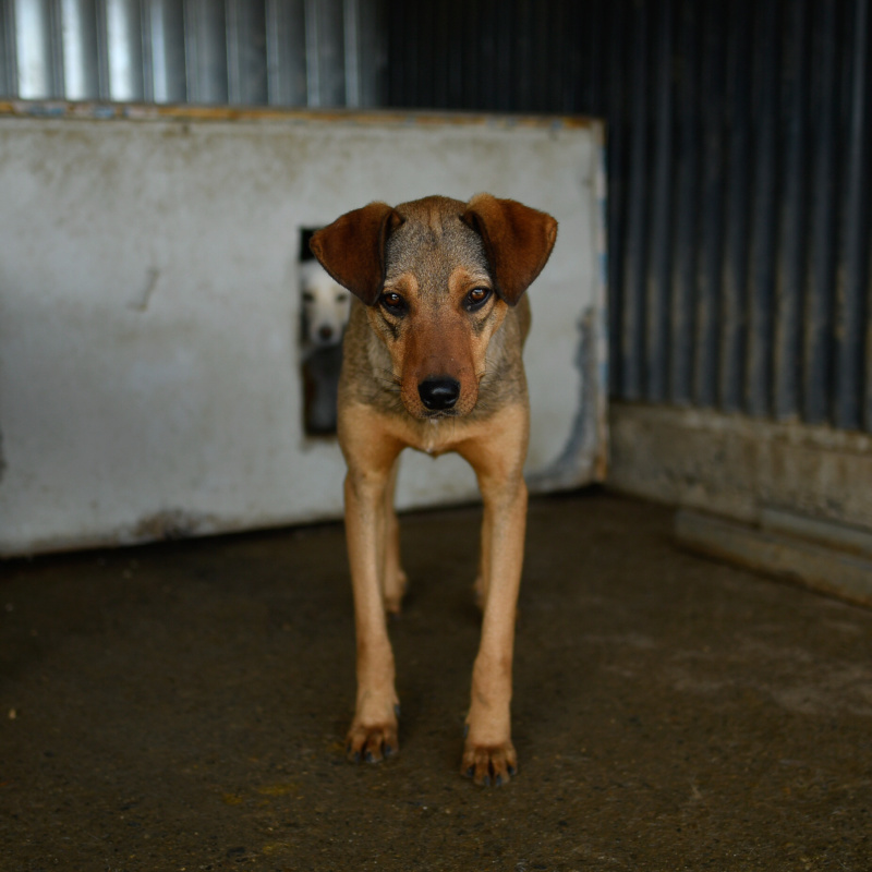 ROMEO + DE 6 ANS DE BOX !! mâle, de taille moyenne adulte, né juillet 2017 - REMEMBER ME LAND Romeo611