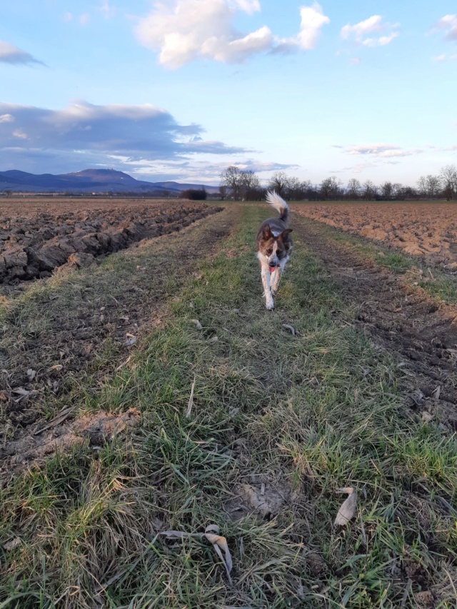 ROSABAYA, femelle, de taille moyenne à l'âge adulte, née en mai 2018 - REMEMBER ME LAND - ADOPTEE PAR KARINE (68)  - Page 3 Rosaba29