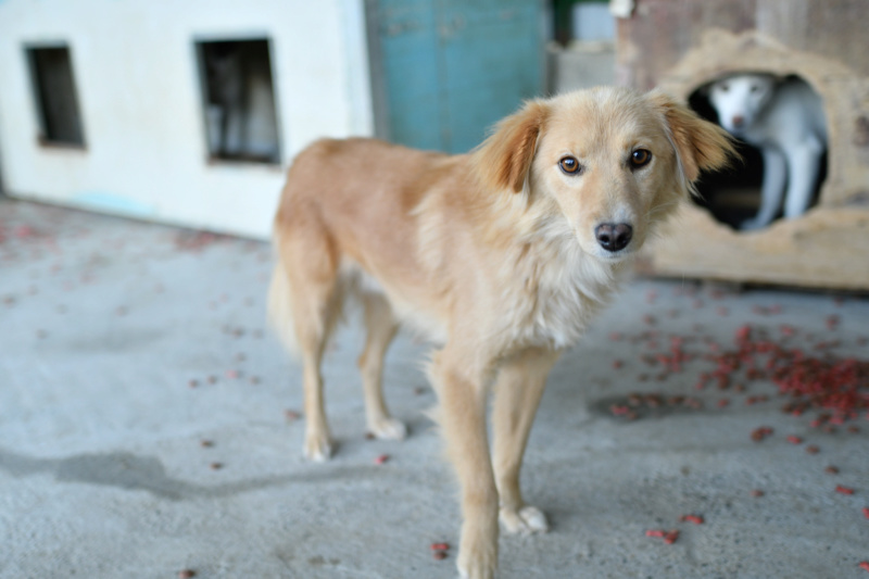 ROUCKY - mâle croisé de taille petite à moyenne, né environ août 2014 - REMEMBER ME LAND - Adopté par Sylviane (90) Roucky34