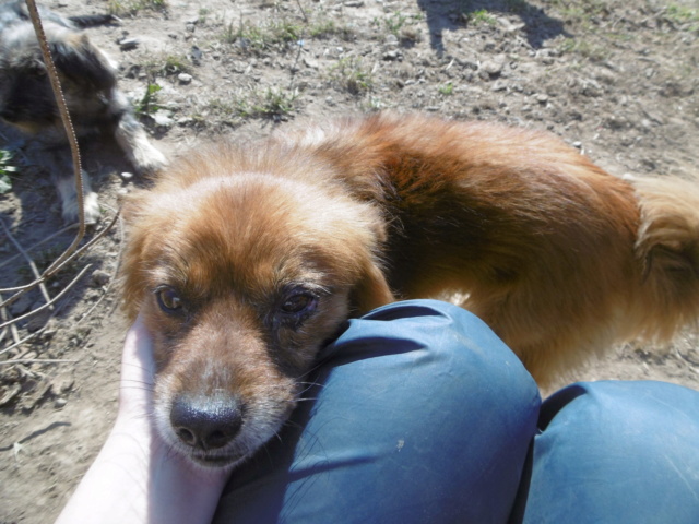 RUDY (ex ROUQUIN) - mâle croisé de petite taille (7,8 kg) - Né environ environ juillet 2016 - adopté par Lydie (68)  Rouqui40