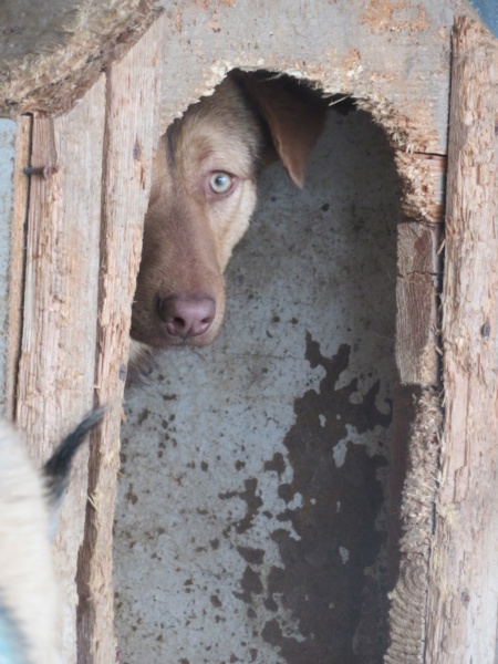 SAMM !! + de 4 ans de box !! mâle, de taille moyenne (fourrière de Golesti) - né environ en début août 2019 - REMEMBER ME LAND Samm_310