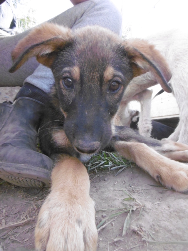 SCOTCH - Chiot Mâle - Taille moyenne à l'âge adulte - Né environ mai 2019 - adopté par Éric (54)  Scotch23