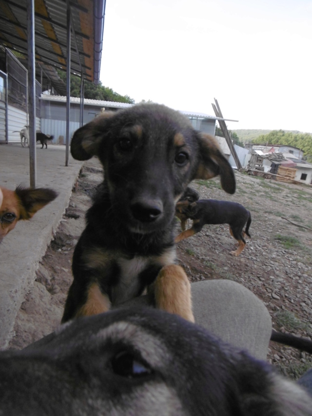 SCOTCH - Chiot Mâle - Taille moyenne à l'âge adulte - Né environ mai 2019 - adopté par Éric (54)  Scotch27