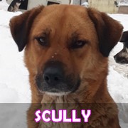 Association Remember Me France : sauver et adopter un chien roumain Scully19