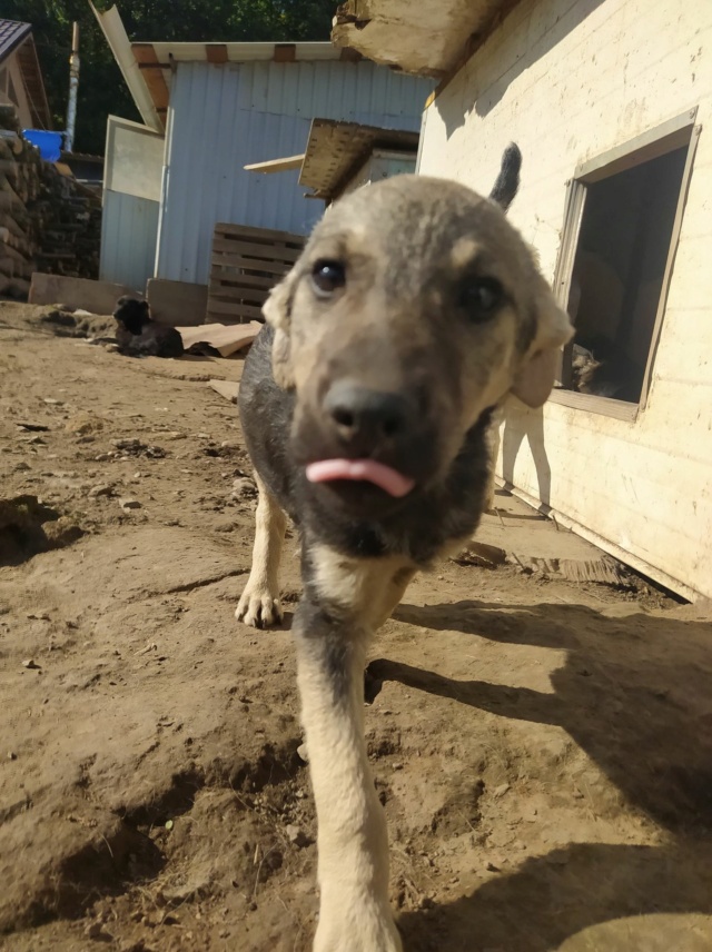 LILI (ex SEVILLE) - chiot femelle, de taille moyenne à l'âge adulte - née environ en mi-juillet 2020 - REMEMBER ME LAND - Adoptée par Valentine (17) Sevill15