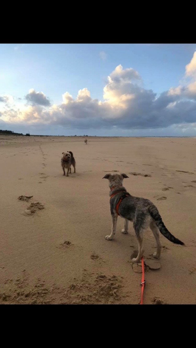 LILI (ex SEVILLE) - chiot femelle, de taille moyenne à l'âge adulte - née environ en mi-juillet 2020 - REMEMBER ME LAND - Adoptée par Valentine (17) Sevill18