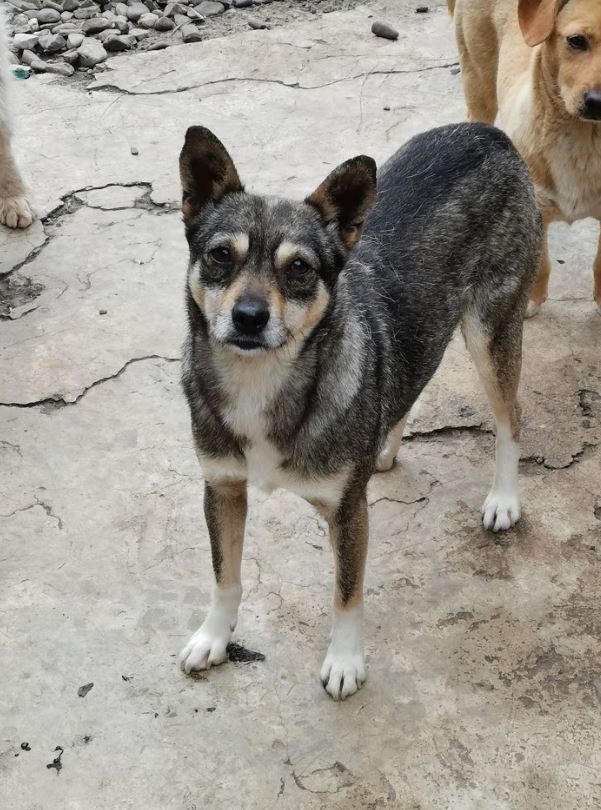 SICILE - femelle croisée pinscher de taille petite, née environ mars 2017 - PASCANI - REMEMBER ME LAND - ADOPTEE PAR LESLIE (93) Sicile16