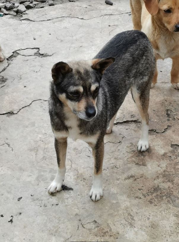 SICILE - femelle croisée pinscher de taille petite, née environ mars 2017 - PASCANI - REMEMBER ME LAND - ADOPTEE PAR LESLIE (93) Sicile18