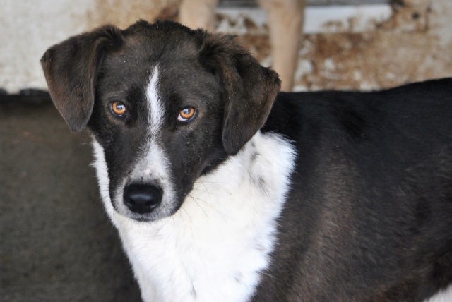 DIEGO (ex SIDNEY) !! + de 4 ans de box !! mâle, croisé, né environ début octobre 2015 - (Moinesti) - REMEMBER ME LAND - Adopté par Nathalie (68)  - Page 3 Sidney23