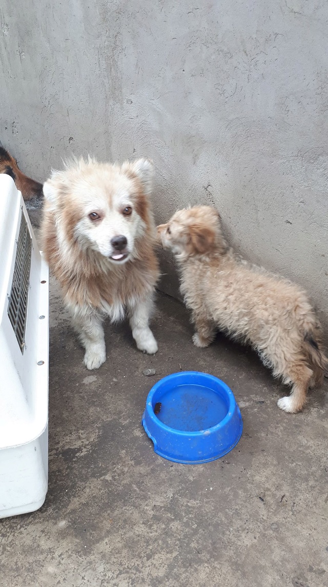 SIMBA - mâle, croisé spitz, de petite taille, né environ en 2009 - (PASCANI) - REMEMBER ME LAND - ADOPTE PAR MARIE (92) Simba510