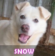 Les chiens en captivité depuis + de 3 ans en un clin d'oeil Snow15