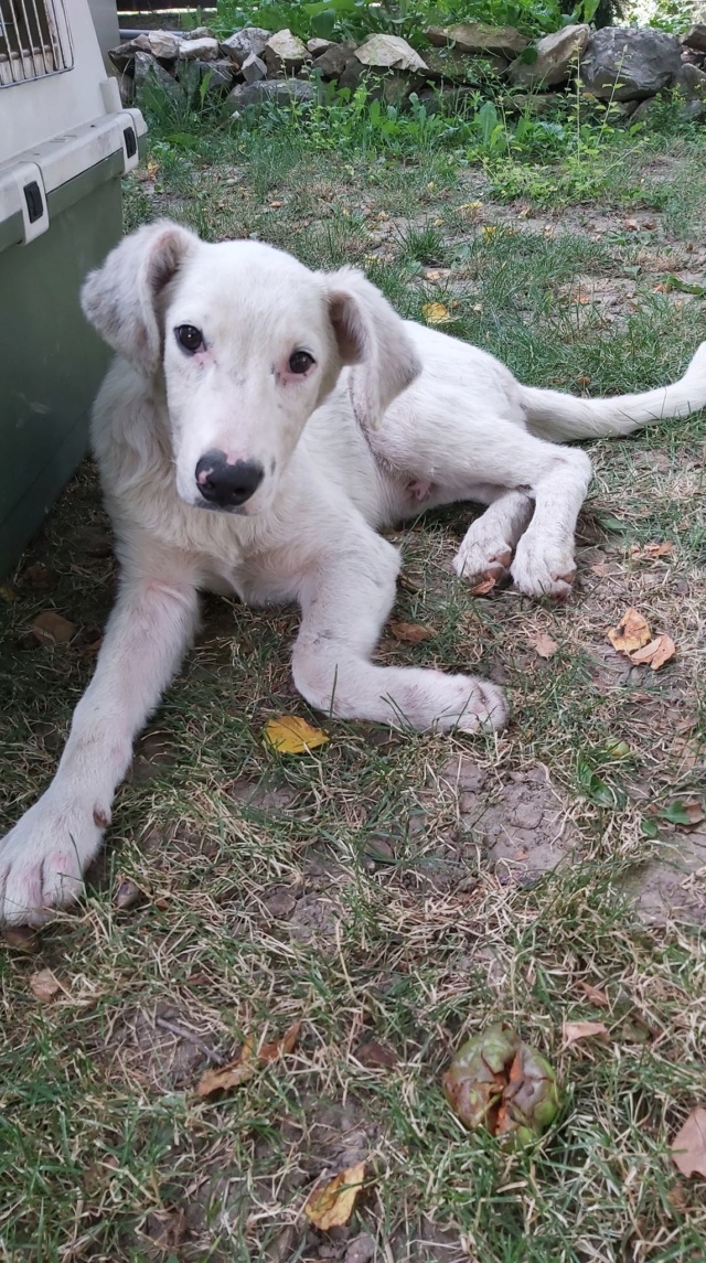 OLAF (ex SNOWBALL) - chiot mâle, de taille moyenne à grande à l'âge adulte - né environ en janvier 2020 - Adopté par Anita  (Belgique) Snowba13