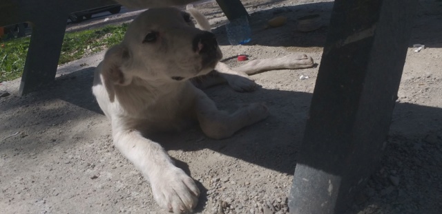 OLAF (ex SNOWBALL) - chiot mâle, de taille moyenne à grande à l'âge adulte - né environ en janvier 2020 - Adopté par Anita  (Belgique) Snowba17