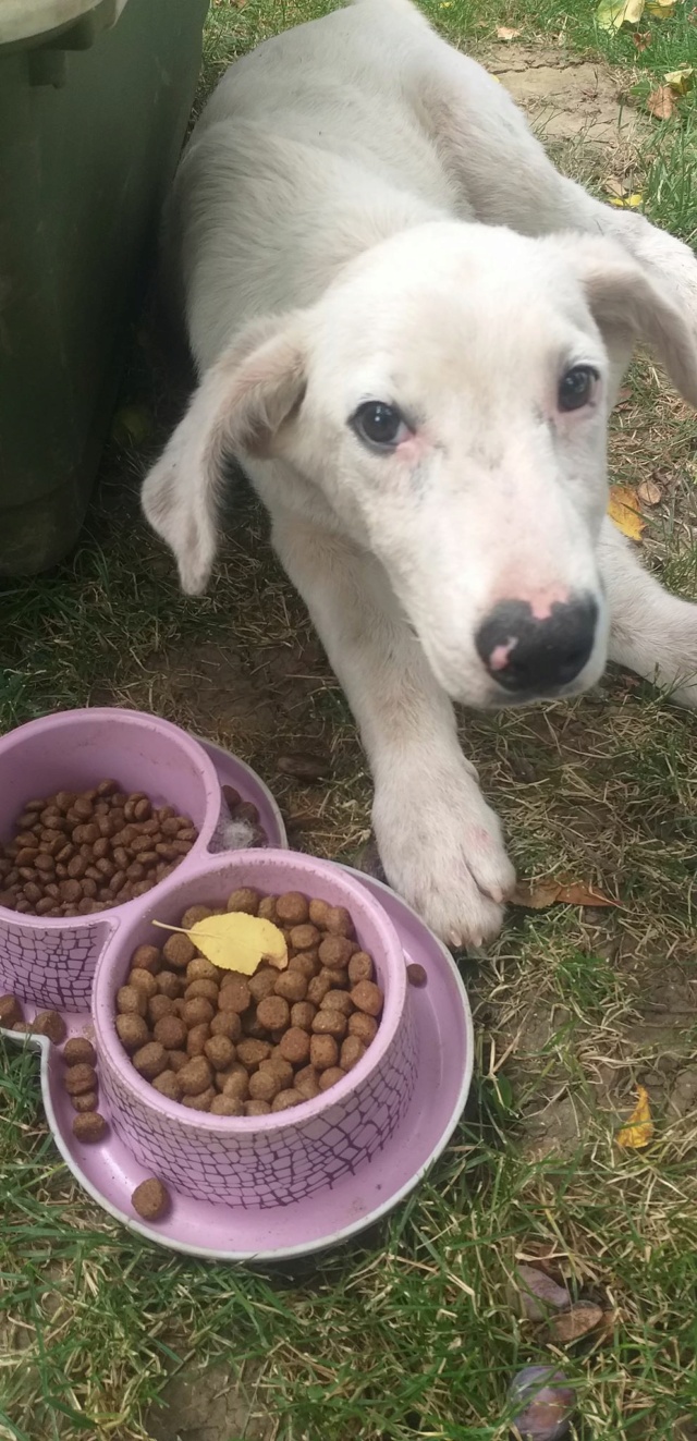 OLAF (ex SNOWBALL) - chiot mâle, de taille moyenne à grande à l'âge adulte - né environ en janvier 2020 - Adopté par Anita  (Belgique) Snowba26