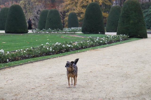 SOSO - femelle croisée de taille moyenne (12 kgs env), née en 2013. CHEZ ALINA & ANDA. Adoptée par Karen (Belgique) Soso10