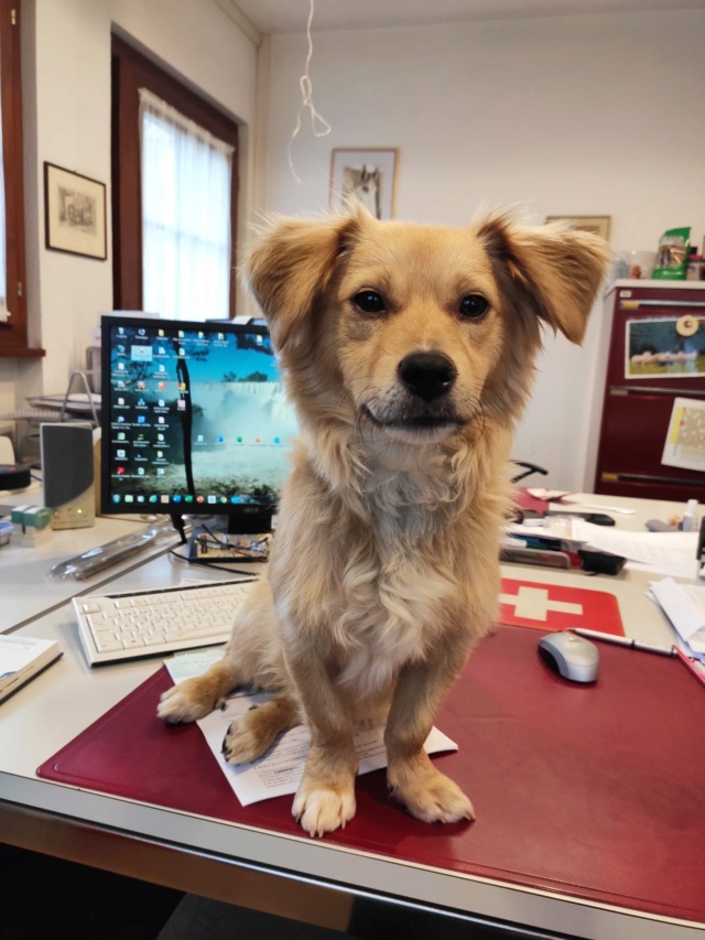 SPIK - Chiot mâle, croisé - taille moyenne à l'âge adulte - Né environ mi juin 2019 - Adopté par Geneviève (74)  - Page 2 Spik113