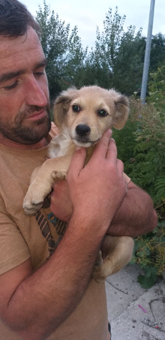 SPIK - Chiot mâle, croisé - taille moyenne à l'âge adulte - Né environ mi juin 2019 - Adopté par Geneviève (74)  Spik410