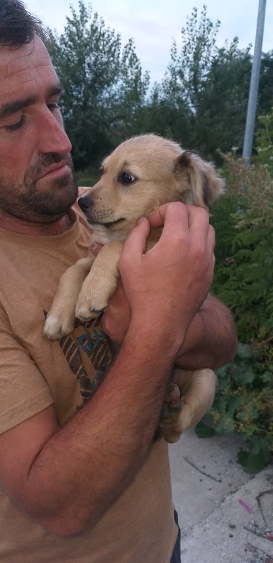 SPIK - Chiot mâle, croisé - taille moyenne à l'âge adulte - Né environ mi juin 2019 - Adopté par Geneviève (74)  Spik610