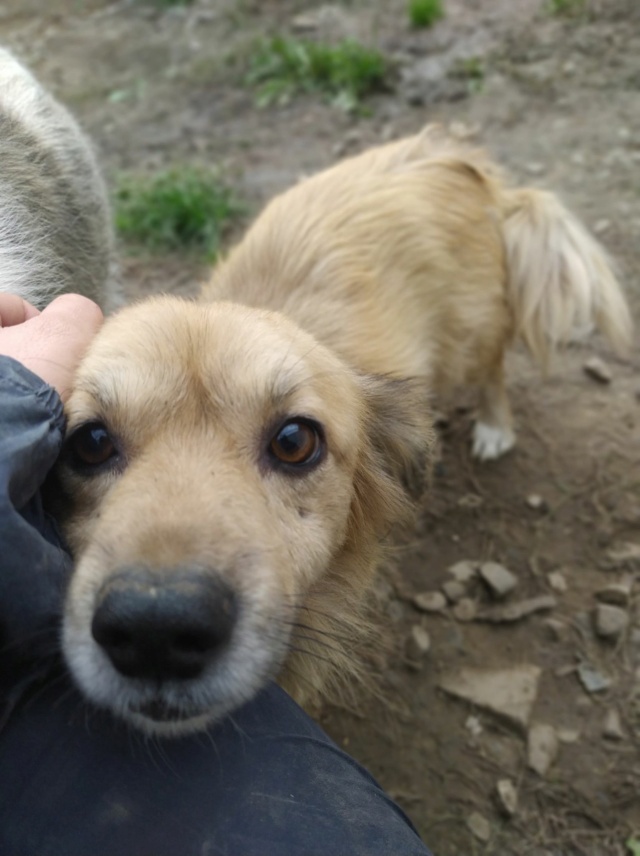 SIMBA (ex SPRITZ) - mâle, de petite taille - né environ en octobre 2018 - REMEMBER ME LAND - Adopté par Sophie (31)  Spritz15