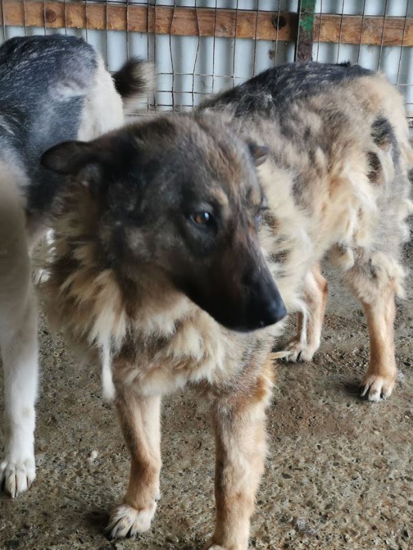 STAR - !! Plus de 3 ans de box !! femelle, croisée malinois, taille moyenne née environ avril 2014 (Pascani)- REMEMBER ME LAND - Adoptée par Jean-Charles (Belgique)  - Page 3 Star110