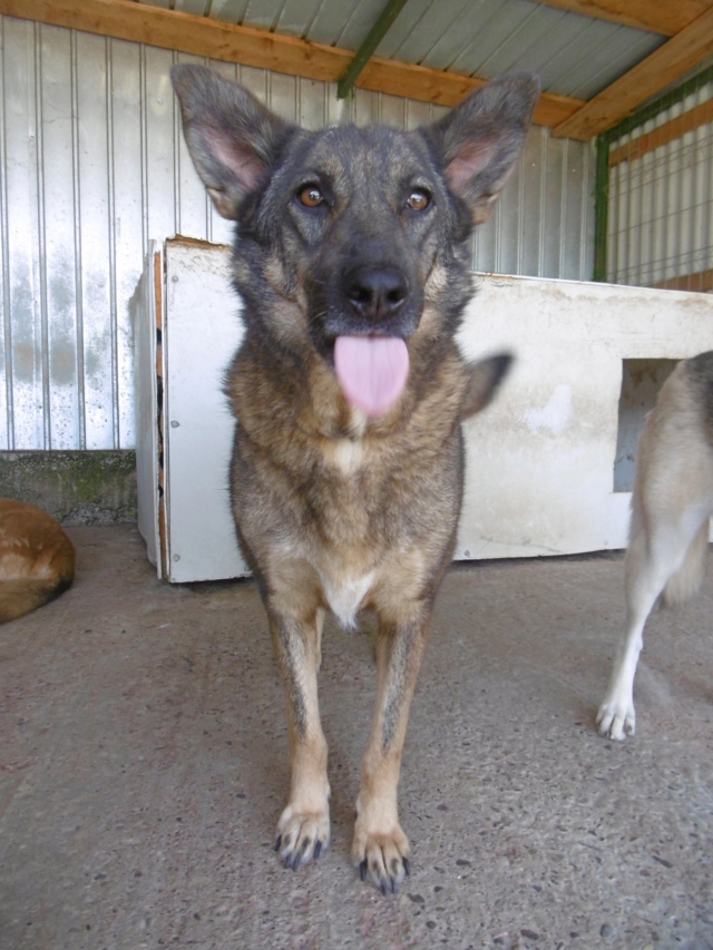 STAR - !! Plus de 3 ans de box !! femelle, croisée malinois, taille moyenne née environ avril 2014 (Pascani)- REMEMBER ME LAND - Adoptée par Jean-Charles (Belgique)  - Page 3 Star_612