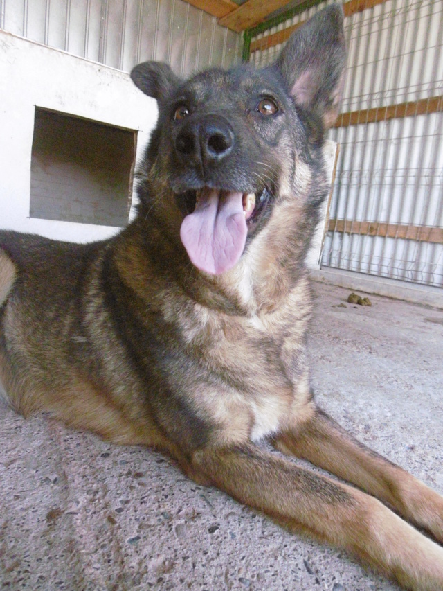 STAR - !! Plus de 3 ans de box !! femelle, croisée malinois, taille moyenne née environ avril 2014 (Pascani)- REMEMBER ME LAND - Adoptée par Jean-Charles (Belgique)  - Page 3 Star_812