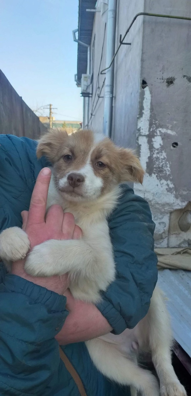 JOYY (ex SUCRETTE) - Chiot femelle - taille moyenne à l'âge adulte - Née environ fin décembre 2019 - Adoptée par FANNY (67) Sucret14