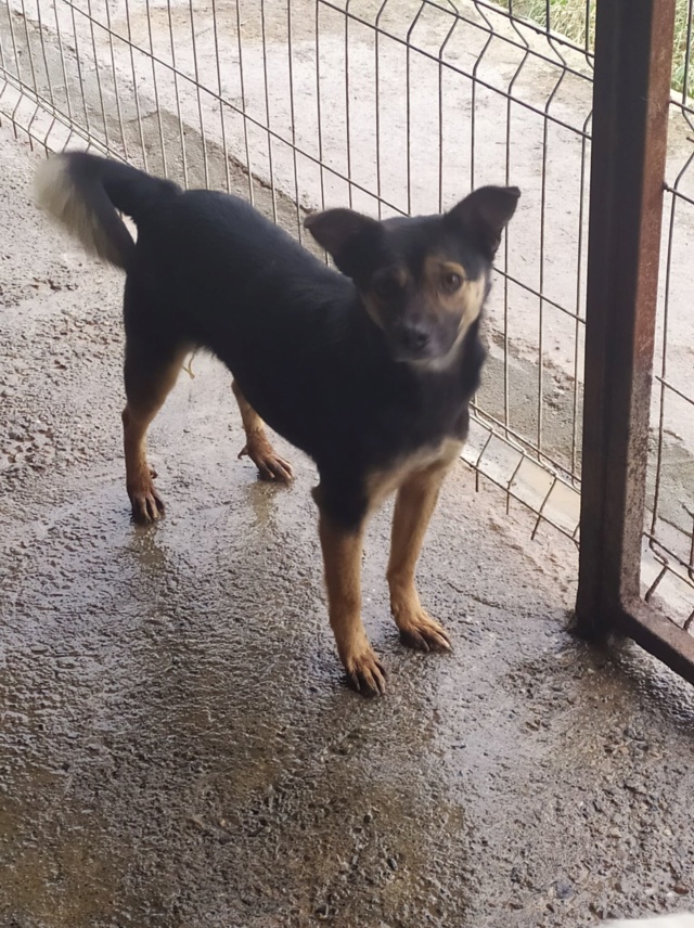 SUMMER - Jolie femelle de taille petite à moyenne (12 kg) - née environ en juin 2016 - PASCANI - REMEMBER ME LAND - Adoptée par Franck (69) Summer27