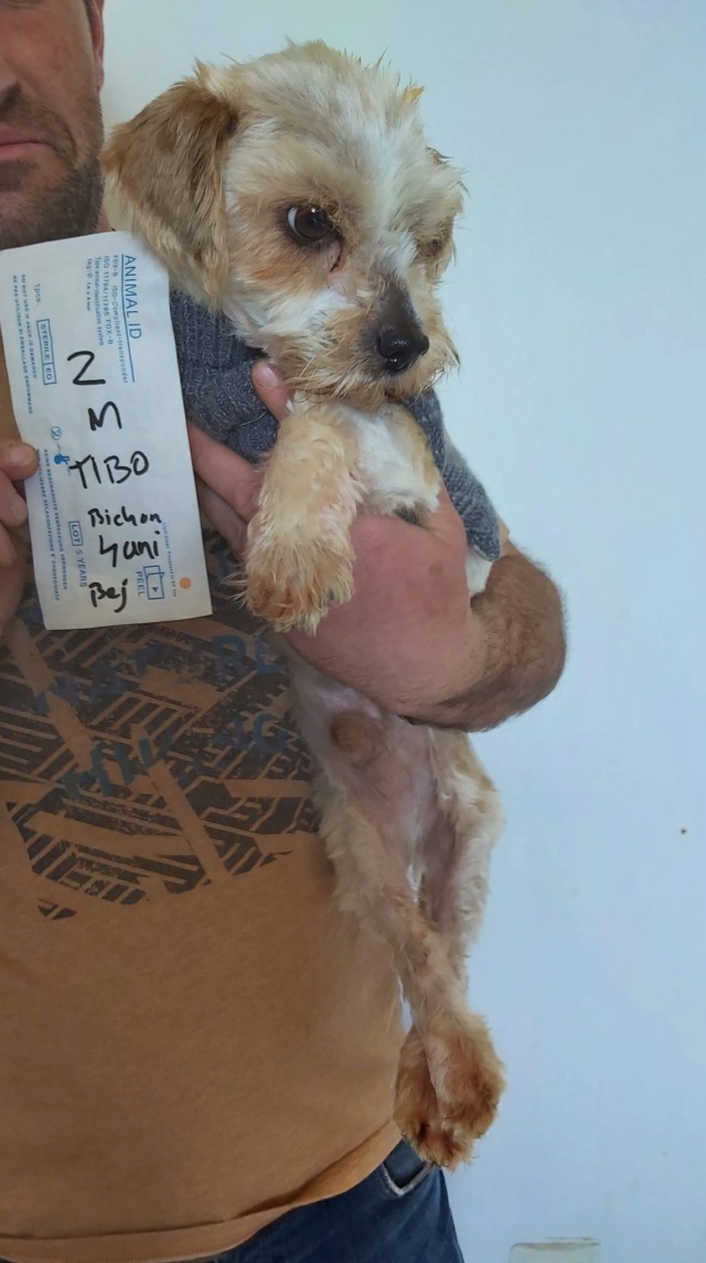 TIBO - mâle, typé bichon, de taille mini - né environ en mai 2016 - REMEMBER ME LAND - ADOPTE PAR KIM (83) Tibo211