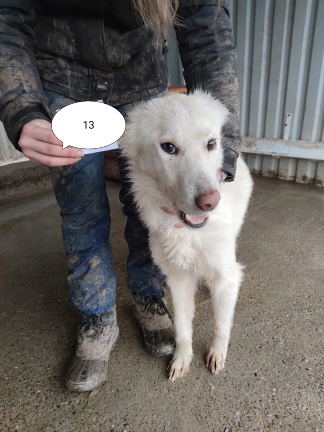 TISHY - femelle, de taille moyenne, née environ en juin 2017 - REMEMBER ME LAND - Adoptée par Christian (27) Tishy210