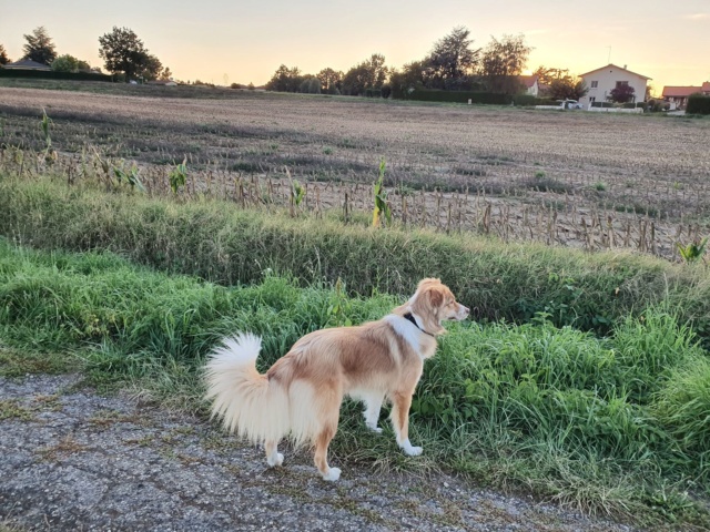 FIBI (ex TOFFEE) - femelle croisée de taille moyenne adulte, née en juin 2018. - Adoptée par Jennifer (01) Toffee16