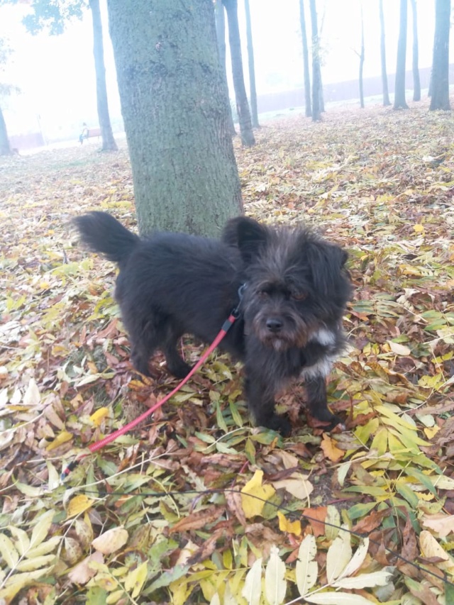 TOMBY - Mâle croisé cairn terrier, de petite taille - né environ en août 2014 - (PASCANI) - Adopté par Olivier (75) Tomby14