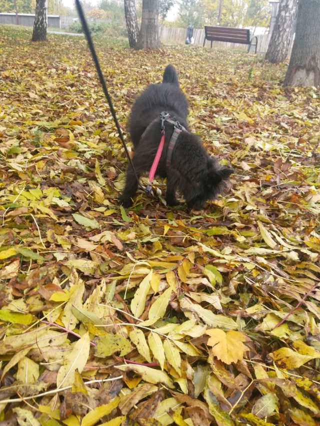 TOMBY - TOMBY - Mâle croisé cairn terrier, de petite taille - né environ en août 2014 - (PASCANI) - Adopté par Olivier (75) Tomby713