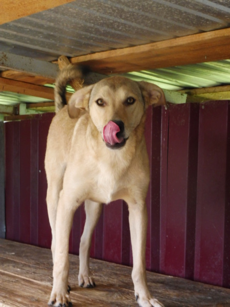 TOUMAÏ (ex TOMMEN) - mâle croisé de taille moyenne sociable, né environ avril 2017 (Pascani) - REMEMBER ME LAND - Adopté par Mathilde (49) Tommen11