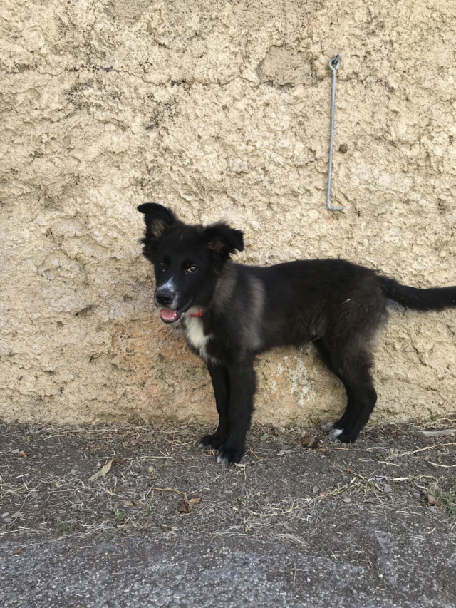 CHARLOT (ex TONNERRE) - Chiot mâle - taille moyenne à l'âge adulte - Né environ début début janvier 2020 - Adopté par Adrien et Emma (84) Tonner15