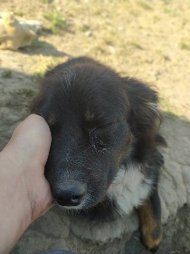 TWISTER - chiot mâle, de petite taille à l'âge adulte - né environ en mi-février 2020 - REMEMBER ME LAND - Adopté par Sandra (Belgique)  Twiste18