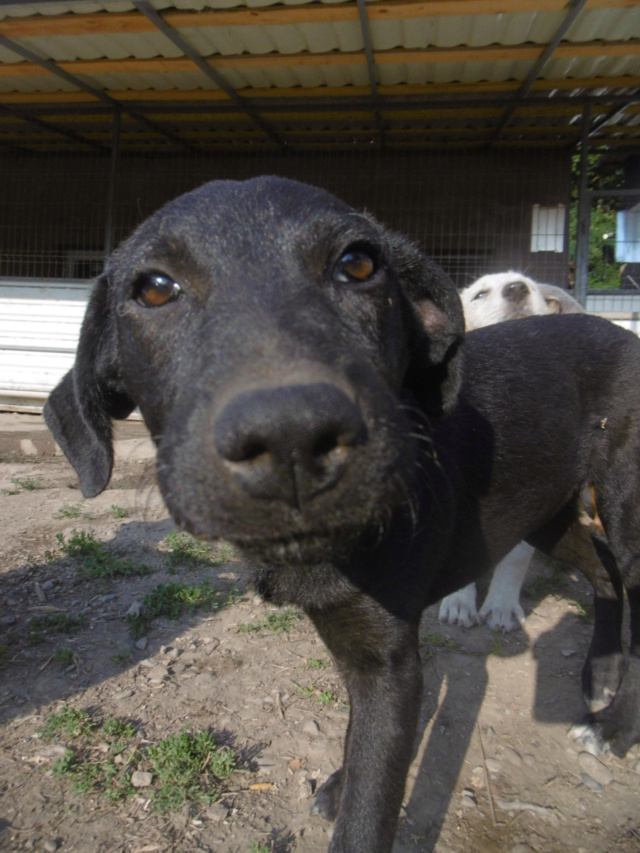 USSANA - Chiot femelle - taille moyenne à l'âge adulte - Née début mars 2019 - REMEMBER ME LAND - PASCANI - ADOPTEE EN ROUMANIE Ussana29