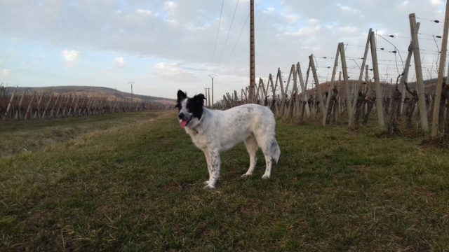 VANILIO - mâle - taille moyenne adulte, né en mai 2018 - REMEMBER ME LAND - Adopté par Adrien (68) Vanili13