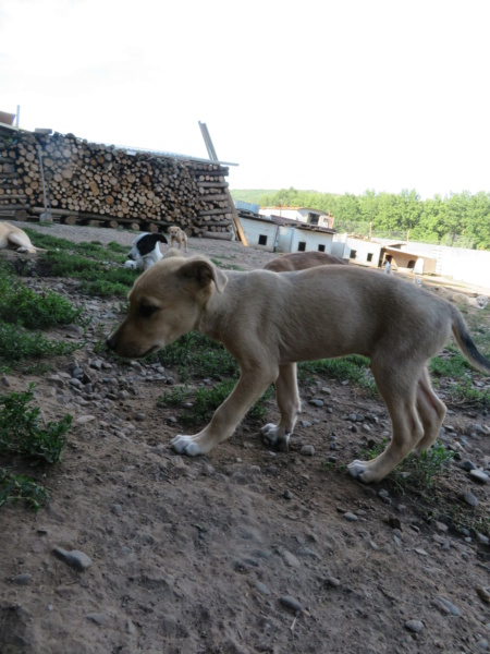 KYO (ex VORTEX) - chiot mâle, de taille moyenne à l'âge adulte - né environ en début mai 2020 - REMEMBER ME LAND - Adopté par Sonia (77) Vortex16