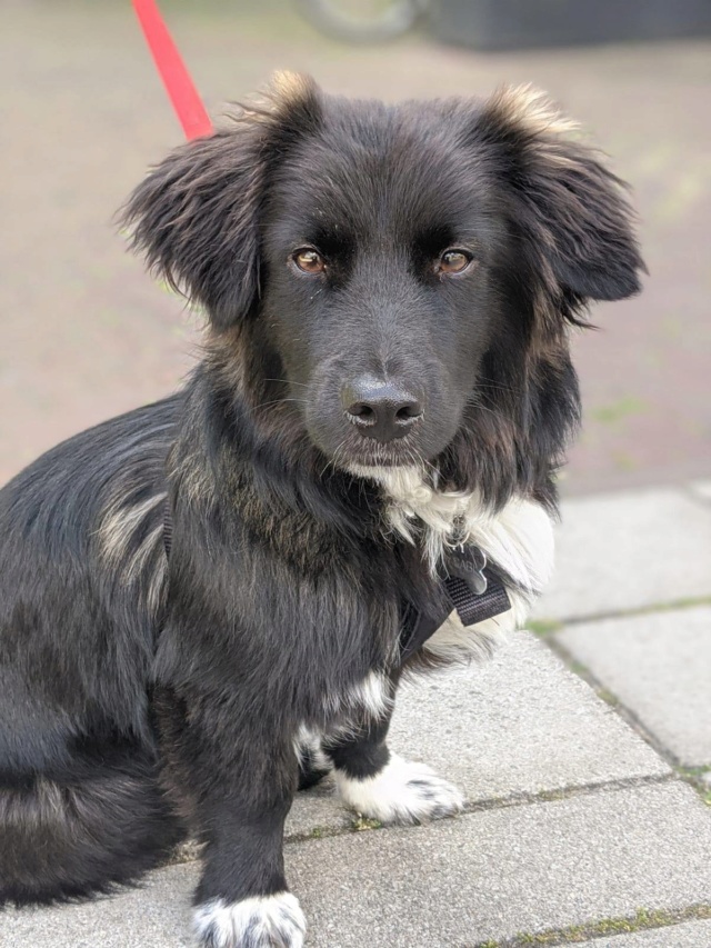 WASABI - Chiot mâle - petite taille à l'âge adulte - Né environ début octobre 2019 - REMEMBER ME LAND - ADOPTE PAR DAPHNE et SANDER (Pays-Bas) Wasabi22